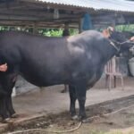 foto sapi kurban