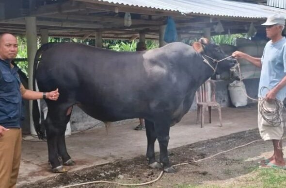 foto sapi kurban