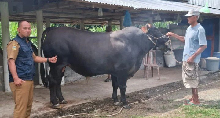 foto sapi kurban